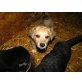 Labradormix Welpen - Rüde