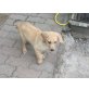 Labradormix Welpen - Rüde