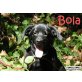 Labradormix, ca 6 Monate - Rüde