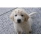 LabradormixxGolden Retriever Rüde Welpen - Rüde