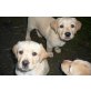 Labradorwelpen blond, Labrador Retriever Welpen - Rüde