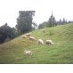 Lacaune Milchschaf - weiblich