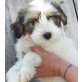 Lacey, Wuschel-Mix Welpen - Hündin