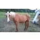 Lacy, Quarter Horse - Stute