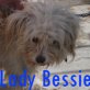 Lady Bessie, Malteser (Mix) - Hündin