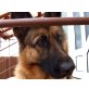 Lady, Deutscher Schäferhund - Hündin