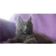 Lady M.  , Newada, Maine Coon - Katze