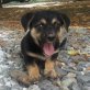 Lady, Mix - Hündin