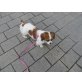 Lady, Pekinesen/Kavalier Charles Spaniel - Hündin
