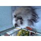 Lady, Perser Colourpoint - Katze