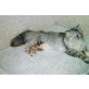 Lady, Perser-Mix - Katze