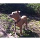 Lady, Stafford terrier Welpen - Hündin