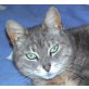 Lady - Wohnungskatze, Hauskatze - Katze