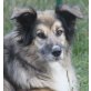 Lady, Wuschel-Mix - Hündin