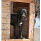 Lady  -  ein bezauberndes Hundekind! - Hündin