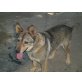 Lady, eine vergessene Kettenhündin, Schäferhund - Mix - Hündin