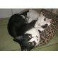 Lady und Bubu, Hauskatze - Kater