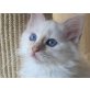 Lady vom Blauen Achat, Heilige Birma - Katze