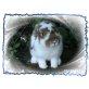 Lady111, Mini Lop - weiblich