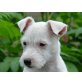 Ladybird, Jack-Russell-Terrier Welpen - Hündin
