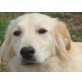 Ladyn, Golden Retriever Mix - Hündin