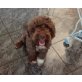 Lagotto Romagnolo - Hündin