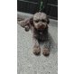 Lagotto Romagnolo - Hündin