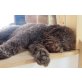 Lagotto Romagnolo - Rüde