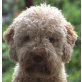 Lagotto Romagnolo Welpen - Rüde