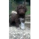 Lagotto Romagnolo Welpen - Rüde