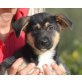 Laia, Pinscher Mix Welpen - Hündin