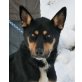 Laika 2, Beauceron Mischlingshündin - Hündin