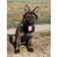 Laika, Altdeutsche Schäferhunde Welpen - Hündin