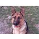 Laika, Deutscher Schäferhund - Hündin