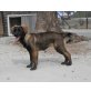 Laika, Entsorgt auf einen Schrottplatz - Hündin