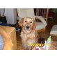 Laika, Golden Retriever - Hündin