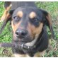 Laika-Katzen-u.Hundefreundin sucht Zuhause - Hündin