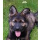 Laika, Lexa, Altdeutsche Schäferhunde Welpen - Hündin