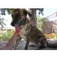 Laika, Mallorca-Mix - Hündin