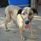 Laika, Mastin Espanol - Hündin