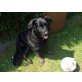 Laika, Neufundlänger/Labrador/Schäferhung - Hündin