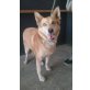 Laika Nr. II, Schäferhund-Mix - Hündin