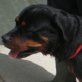 Laika, Rottweiler - Hündin