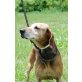 Laika, Segugio Italiano-Beagle Mix - Hündin