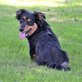 Laika freundliche +zutrauliche Hündin, Mischling - Hündin