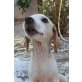 Laika, griechischer Mischling Welpen - Hündin