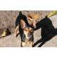 Laika, ist eine Ratonero-Pinscher-Mischlings-Hündin - Hündin