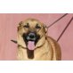 Laika, menschenbezogen und verschmust - Hündin