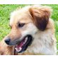 Laika, sucht SIE - Hündin