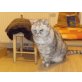 Laila, Britisch Langhaar - Katze